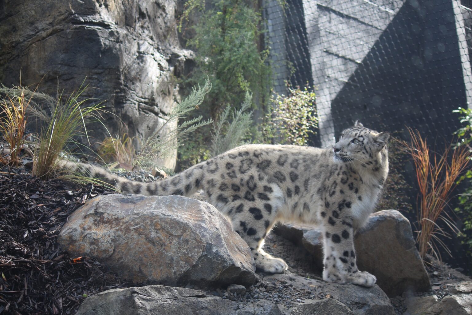 Snow Leopards at Wellington Zoo – ChangeMakers Resettlement Forum